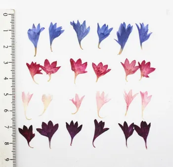  100vnt Presuotų Džiovintų Centaurea cyanus, žiedų L. Gėlių, Augalų Herbariumas Papuošalai iPhone Telefono dėklas Rėmelis Žymą Priėmimo Priedai