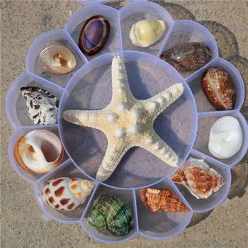  1 Dėžutė Gamtos Myli Kriauklių, jūros žvaigždžių Pavyzdys Dovanų Dėžutes, Vaikų Jūrų Biologijos Popular Science Medžiagų Darželio Dovanos